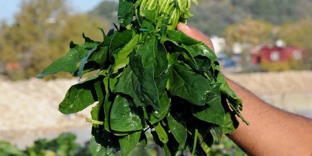 Görüntüsü ıspanağı andırsa da aldanmayın! Yiyen hastanelik oluyor: Uzmanlardan ‘zehir’ uyarısı geldi 2